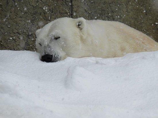 札幌市円山動物園